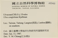 茶花石蓴, 牡丹菜藏品圖，第2張