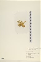 茶花石蓴, 牡丹菜藏品圖，第3張