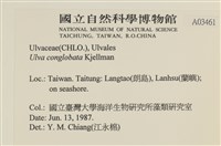 茶花石蓴, 牡丹菜藏品圖，第2張