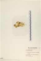 茶花石蓴, 牡丹菜藏品圖，第3張