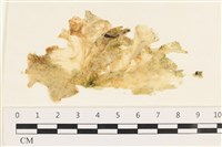 茶花石蓴, 牡丹菜藏品圖，第1張