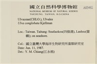 茶花石蓴, 牡丹菜藏品圖，第2張