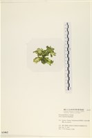 茶花石蓴, 牡丹菜藏品圖，第3張