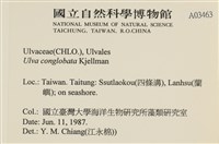茶花石蓴, 牡丹菜藏品圖，第2張