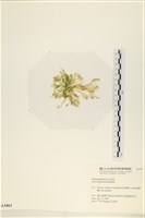 茶花石蓴, 牡丹菜藏品圖，第3張