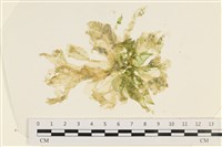 茶花石蓴, 牡丹菜藏品圖，第1張