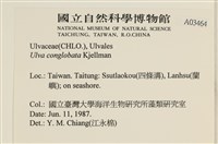 茶花石蓴, 牡丹菜藏品圖，第2張