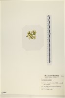 茶花石蓴, 牡丹菜藏品圖，第3張