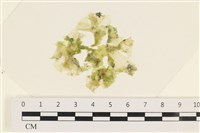 茶花石蓴, 牡丹菜藏品圖，第1張