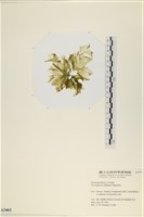 登錄號:A00003465藏品圖，第3張