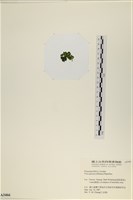 登錄號:A00003466藏品圖，第3張