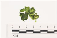 登錄號:A00003466藏品圖，第1張