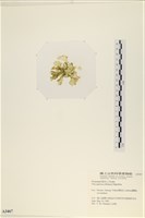 登錄號:A00003467藏品圖，第3張