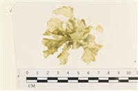 登錄號:A00003467藏品圖，第1張