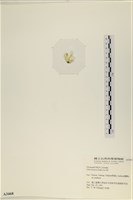 大石蓴, 石蓴藏品圖，第3張