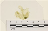 大石蓴, 石蓴藏品圖，第1張