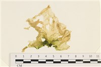 大石蓴, 石蓴藏品圖，第1張