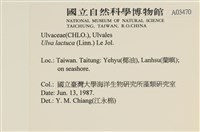 大石蓴, 石蓴藏品圖，第2張