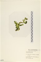 大石蓴, 石蓴藏品圖，第3張