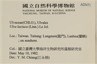大石蓴, 石蓴藏品圖，第2張