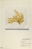 大石蓴, 石蓴藏品圖，第1張