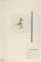 石蓴藏品圖，第3張