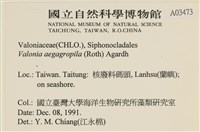 法囊藻藏品圖，第2張