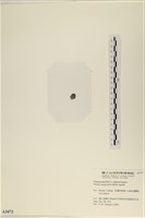 法囊藻藏品圖，第3張