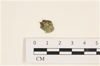 法囊藻藏品圖，第1張