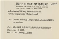 法囊藻藏品圖，第2張