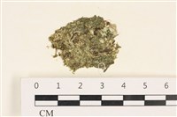 法囊藻藏品圖，第1張