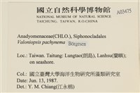 指枝藻藏品圖，第2張