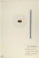 指枝藻藏品圖，第3張