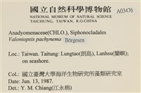 指枝藻藏品圖，第2張