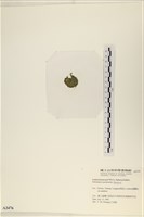 指枝藻藏品圖，第3張