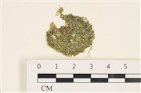 指枝藻藏品圖，第1張