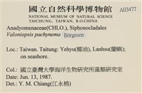 指枝藻藏品圖，第2張