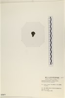 指枝藻藏品圖，第3張