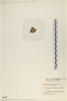 指枝藻藏品圖，第3張