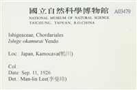 石牙藻, 石牙菜, 鐵釘菜藏品圖，第2張