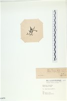 石牙藻, 石牙菜, 鐵釘菜藏品圖，第3張