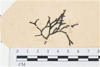 石牙藻, 石牙菜, 鐵釘菜藏品圖，第1張