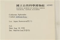 阿拉伯松藻藏品圖，第2張