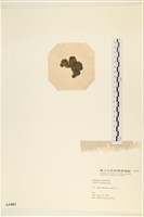 阿拉伯松藻藏品圖，第3張
