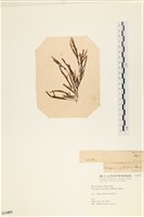 登錄號:A00003485藏品圖，第3張