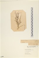 館號:A00003486藏品圖，第3張