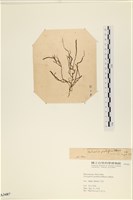 登錄號:A00003487藏品圖，第3張