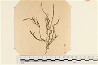 登錄號:A00003487藏品圖，第1張