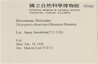海網蕨藏品圖，第2張