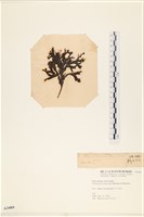 海網蕨藏品圖，第3張